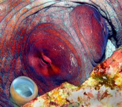 The watchful eyes of the Octopus in Taiwan, Green Island,... by Alex Tattersall 